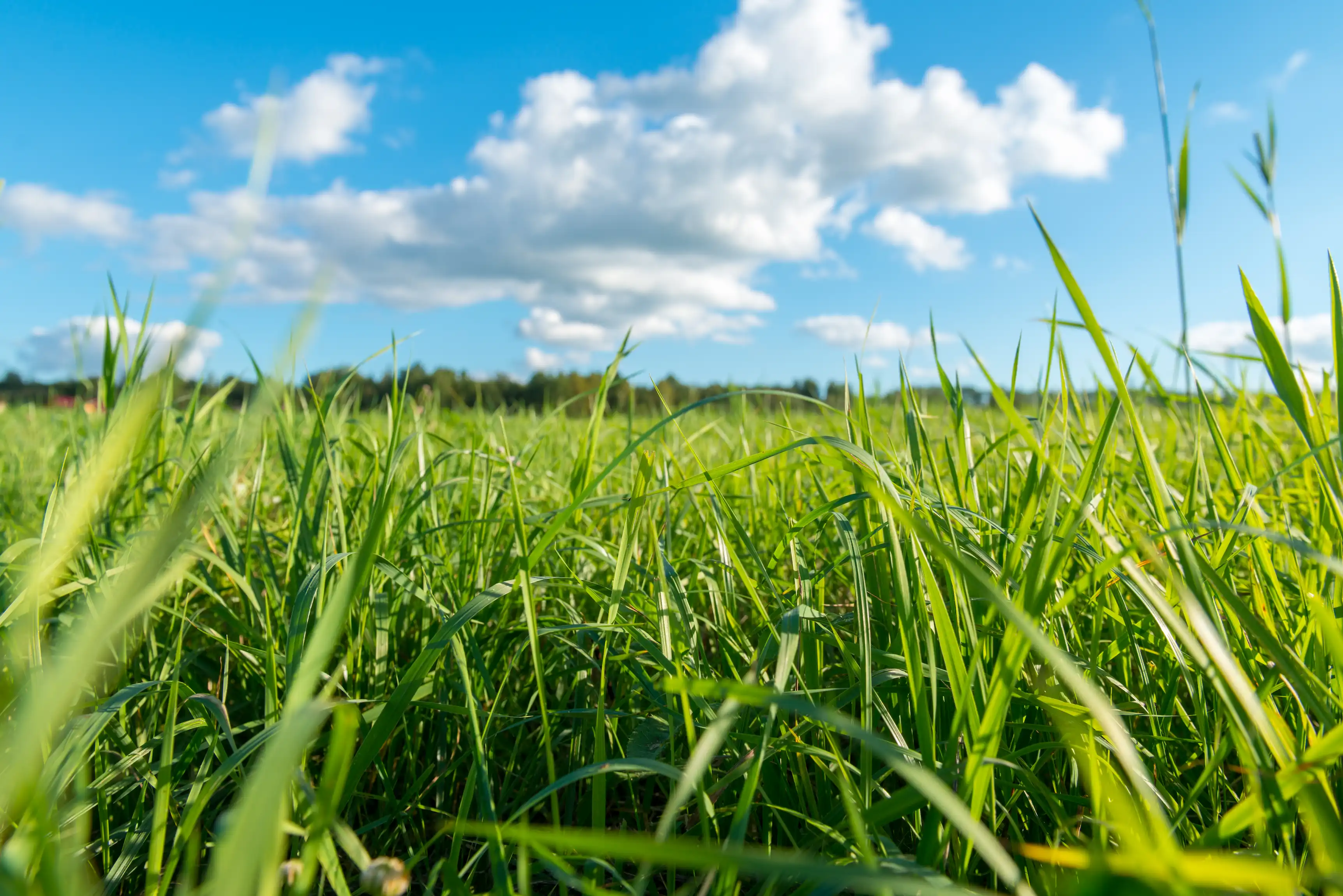 Campo con cielo de fondo