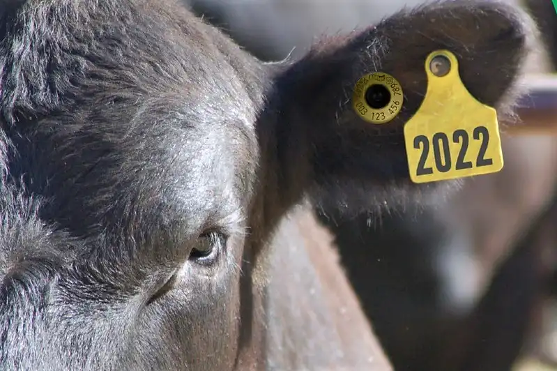 Vaca con caravana electronica